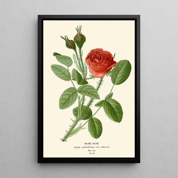 Rose mousse - Edward Step — quadro incorniciato alla parete