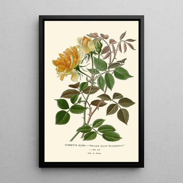 Riproduzione del dipinto Rosa Nocciola - Edward Step