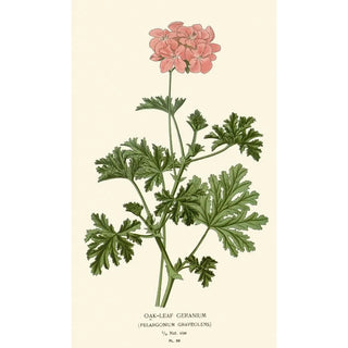Edward Step - Oakleaf Geranium.webp