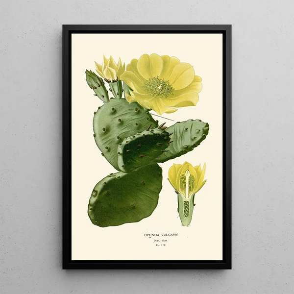 Riproduzione del dipinto Opuntia vulgaris - Edward Step