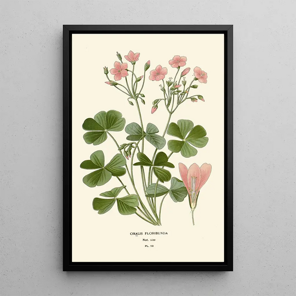 Riproduzione del dipinto Oxalis floribunda - Edward Step