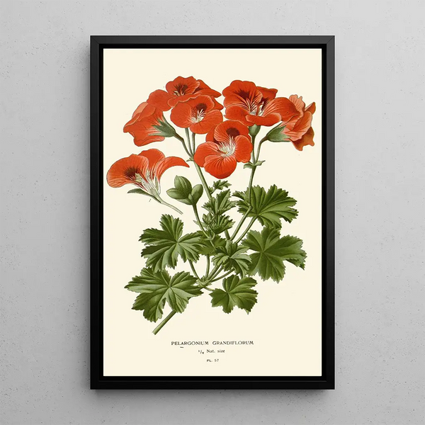 Pélargonium grandiflorum - Edward Step — quadro incorniciato alla parete