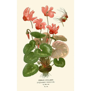 Edward Step - Persian Cyclamen.webp