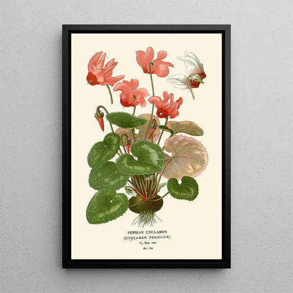 Cyclamen di Perse - Edward Step — quadro incorniciato alla parete