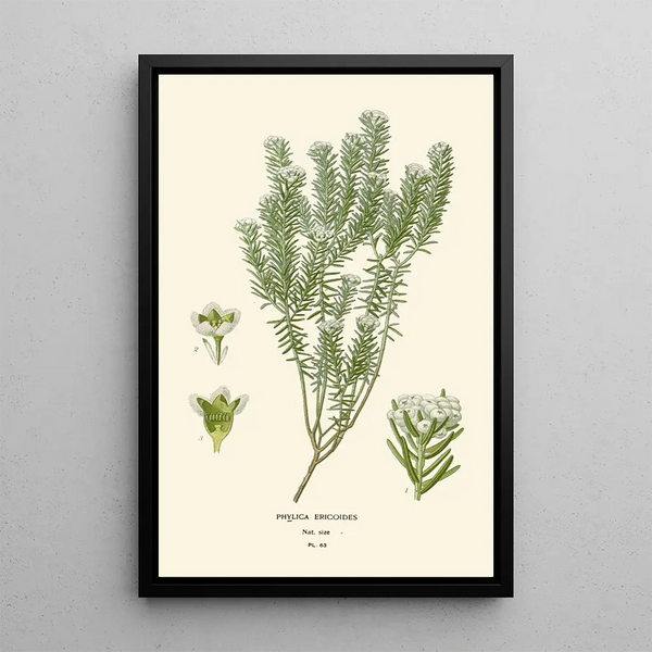 Riproduzione del dipinto Phylica ericoides - Edward Step