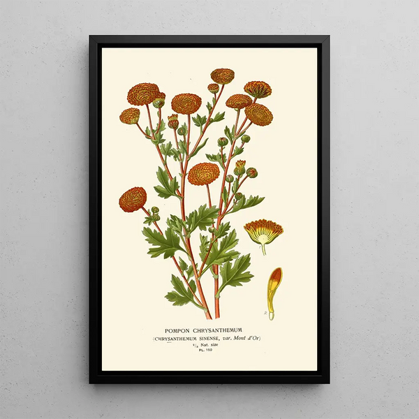 Chrysanthème Pompon - Edward Step — quadro incorniciato alla parete