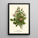 Riproduzione del dipinto Rose Pompon - Edward Step