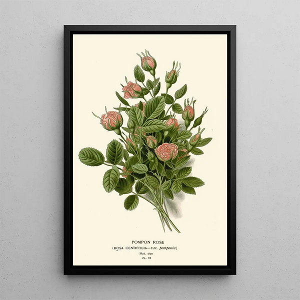 Riproduzione del dipinto Rose Pompon - Edward Step