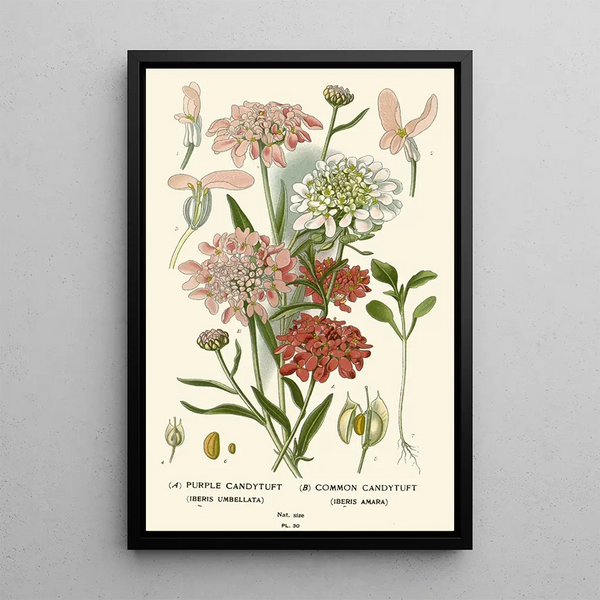 Riproduzione del dipinto Iberis Violet Iberis Commun - Edward Step