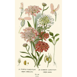 Edward Step - Purple Candytuft Common Candytuft.webp