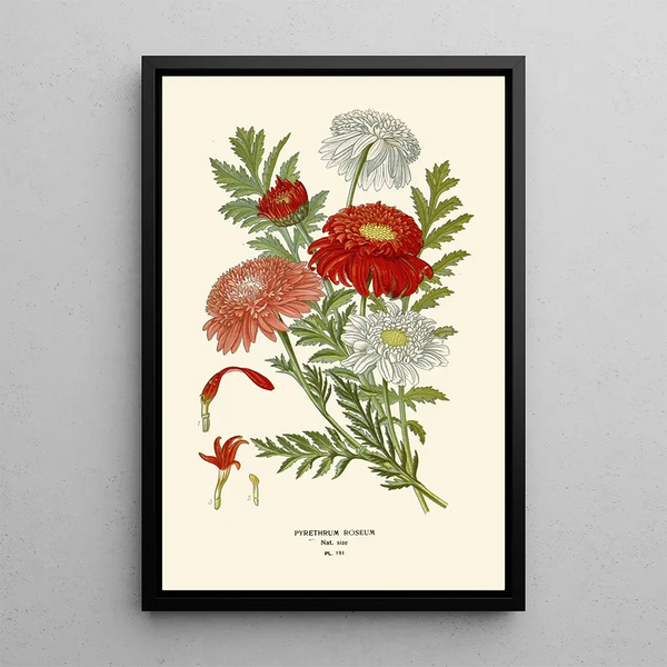 Pyrèthre Roseum - Edward Step — quadro incorniciato alla parete