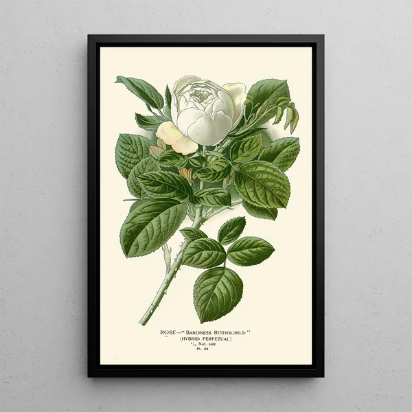 Riproduzione del dipinto Rose Baronne Rothschild - Edward Step