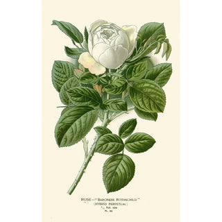 Edward Step - Rose Baroness Rothschild.webp