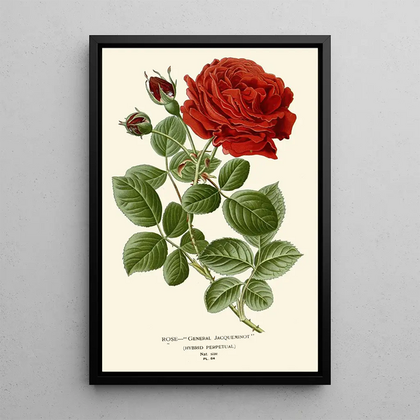 Riproduzione del dipinto Rose Général Jacqueminot - Edward Step