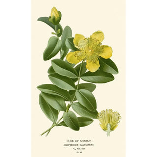 Edward Step - Rose of Sharon.webp