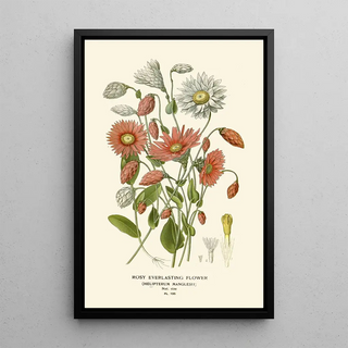 Edward Step - Rosy Everlasting Flower.webp
