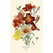 Salpiglossis Sinuata - Edward Step — vista dell’opera