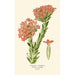 Crassula Écarlate - Edward Step — vista dell’opera