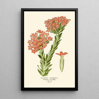 Edward Step - Scarlet Crassula.webp