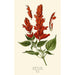 Salvia Scarlatta - Edward Step — vista dell’opera