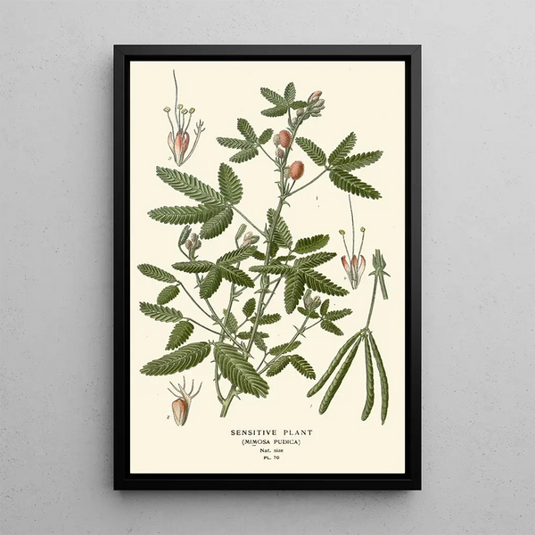 Riproduzione del dipinto Plante Sensitive - Edward Step