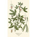 Riproduzione del dipinto Plante Sensitive - Edward Step