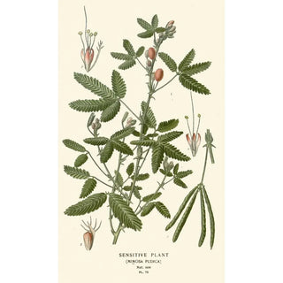 Edward Step - Sensitive Plant.webp