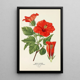 Edward Step - Shoe Flower.webp