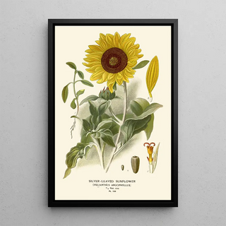 Edward Step - Silverleaved Sunflower.webp