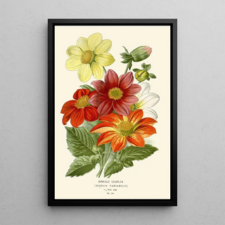 Edward Step - Single Dahlia.webp