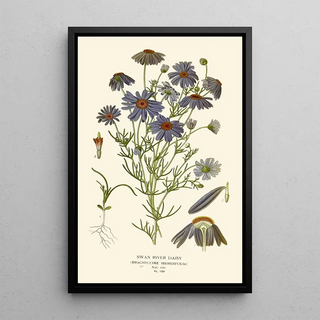 Edward Step - Swan River Daisy.webp