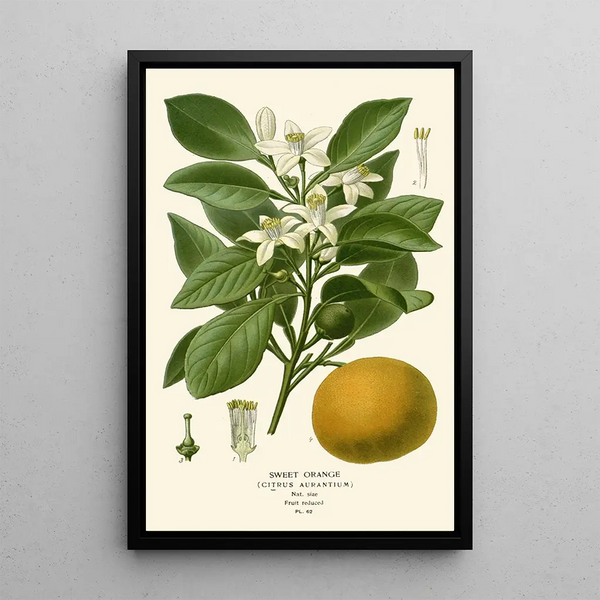 Arancione Dolce - Edward Step — quadro incorniciato alla parete