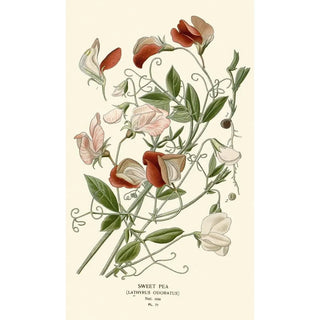 Edward Step - Sweet Pea.webp