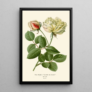Edward Step - Tea Rose.webp