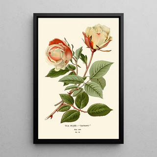 Edward Step - Tea Rose Safrano.webp