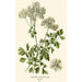 Riproduzione del dipinto Pigamon a Foglie di Aquilegia - Edward Step