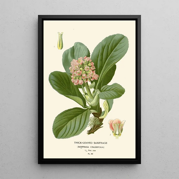 Saxifrage à feuilles épaisses - Edward Step — quadro incorniciato alla parete
