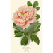 Pivoine arbustive - Edward Step — vista dell’opera