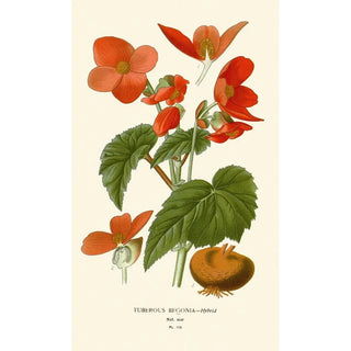 Edward Step - Tuberous Begonia.webp