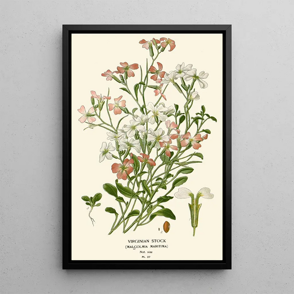 Julienne de Virginie - Edward Step — quadro incorniciato alla parete