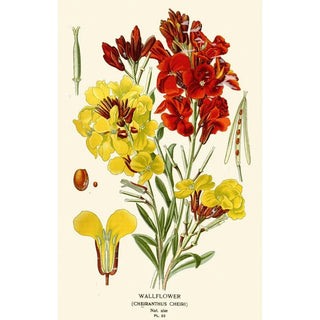 Edward Step - Wallflower.webp