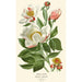 Peonia bianca - Edward Step — vista dell’opera
