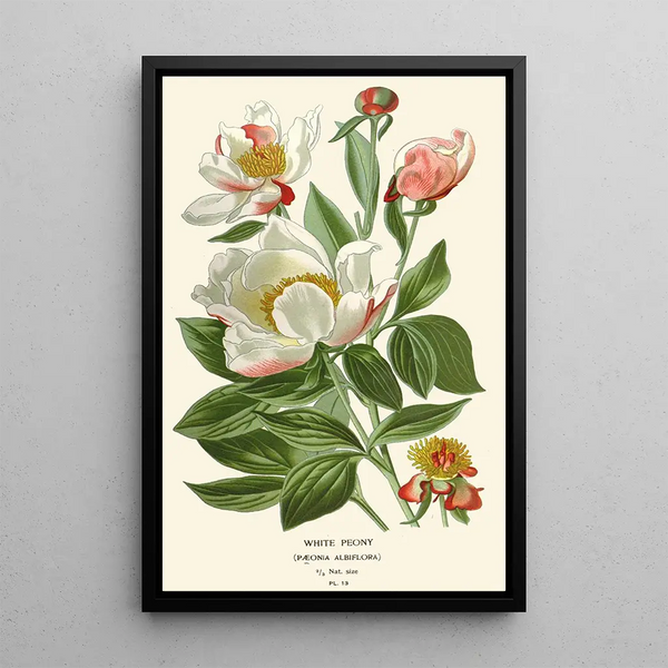 Peonia bianca - Edward Step — quadro incorniciato alla parete
