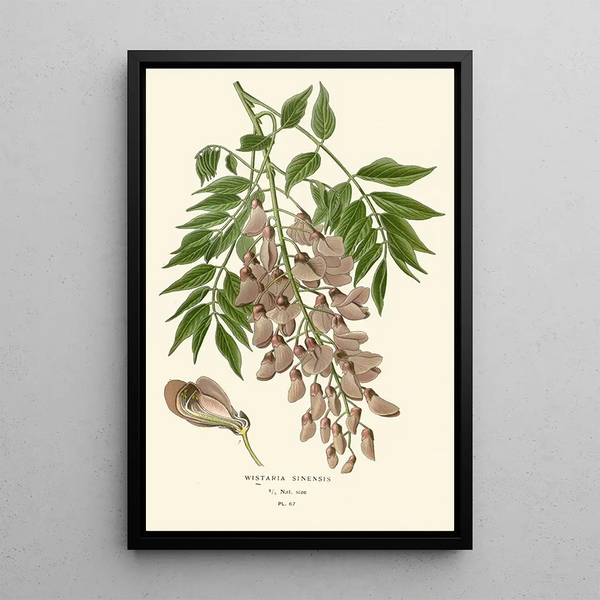 Riproduzione del dipinto Glycine de Chine - Edward Step