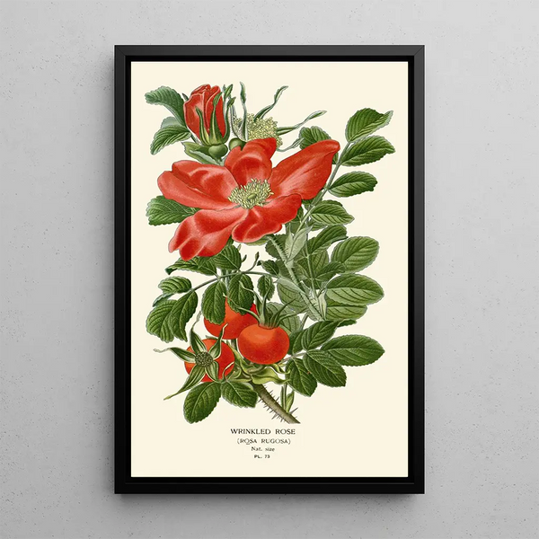 Rose ridée - Edward Step — quadro incorniciato alla parete