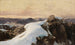 Mattina in cima alla montagna - Edward Theodore Compton — vista dell’opera