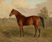 Pic du Kentucky - Edward Troye — vista dell’opera