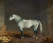 Un cavallo da corsa grigio in una scuderia - Edward Troye — vista dell’opera
