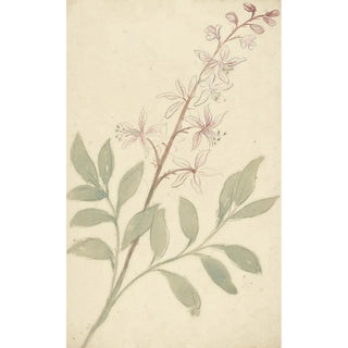 Elias van Nijmegen - Bloemstudie.webp