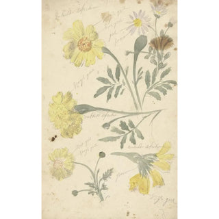 Elias van Nijmegen - Bloemstudies van afrikaantjes.webp